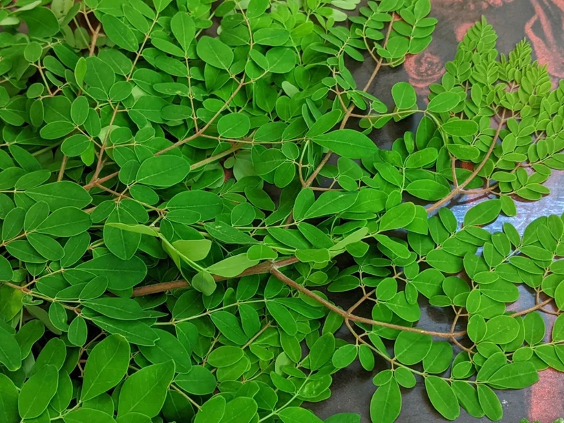 Iron Deficiency